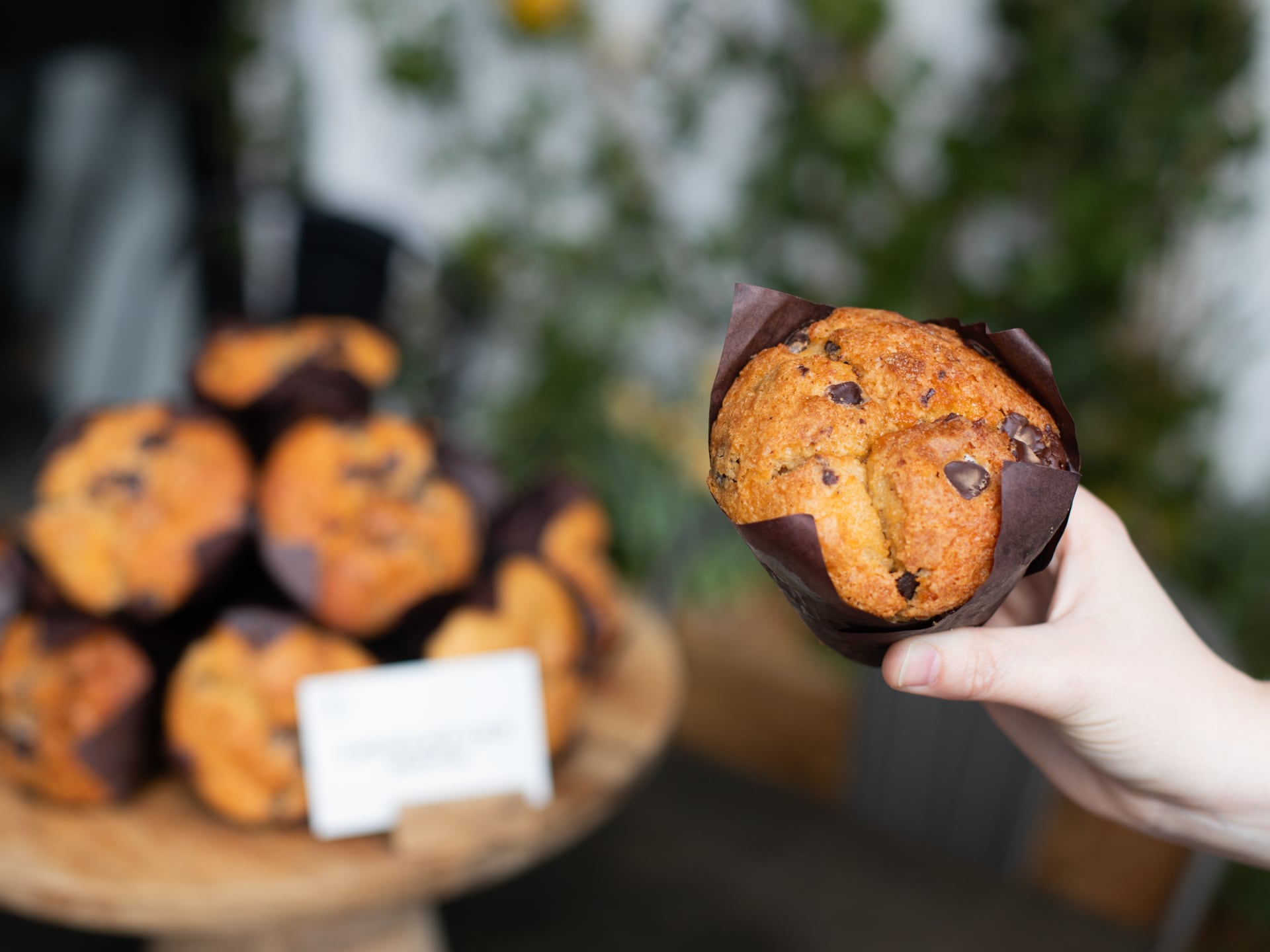 Hand holding a Chocolate Chip Muffin with blurred muffins and plants in the background