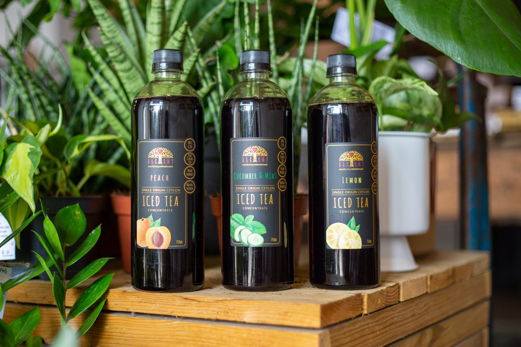 Three bottles of iced tea on a wooden surface with plants in the background