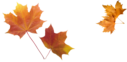 Autumn Extravaganza